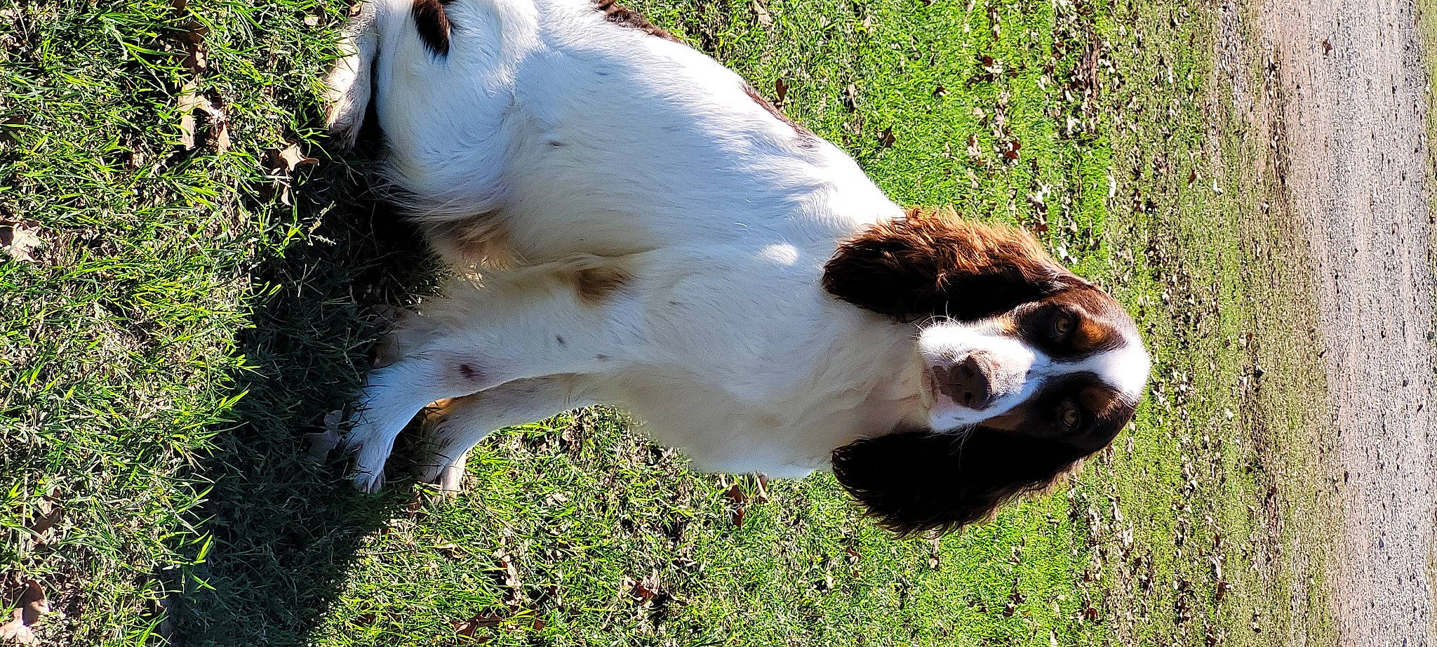 Sunny joined the competition — help win amazing prizes! bovine, companion_dog, dairy_cow, dog_breed, eye, fawn, goats, grass, grassland, grazing, livestock, pasture, plant, ranch, snout, sporting_group, tail, terrestrial_animal, whiskers, working_animal