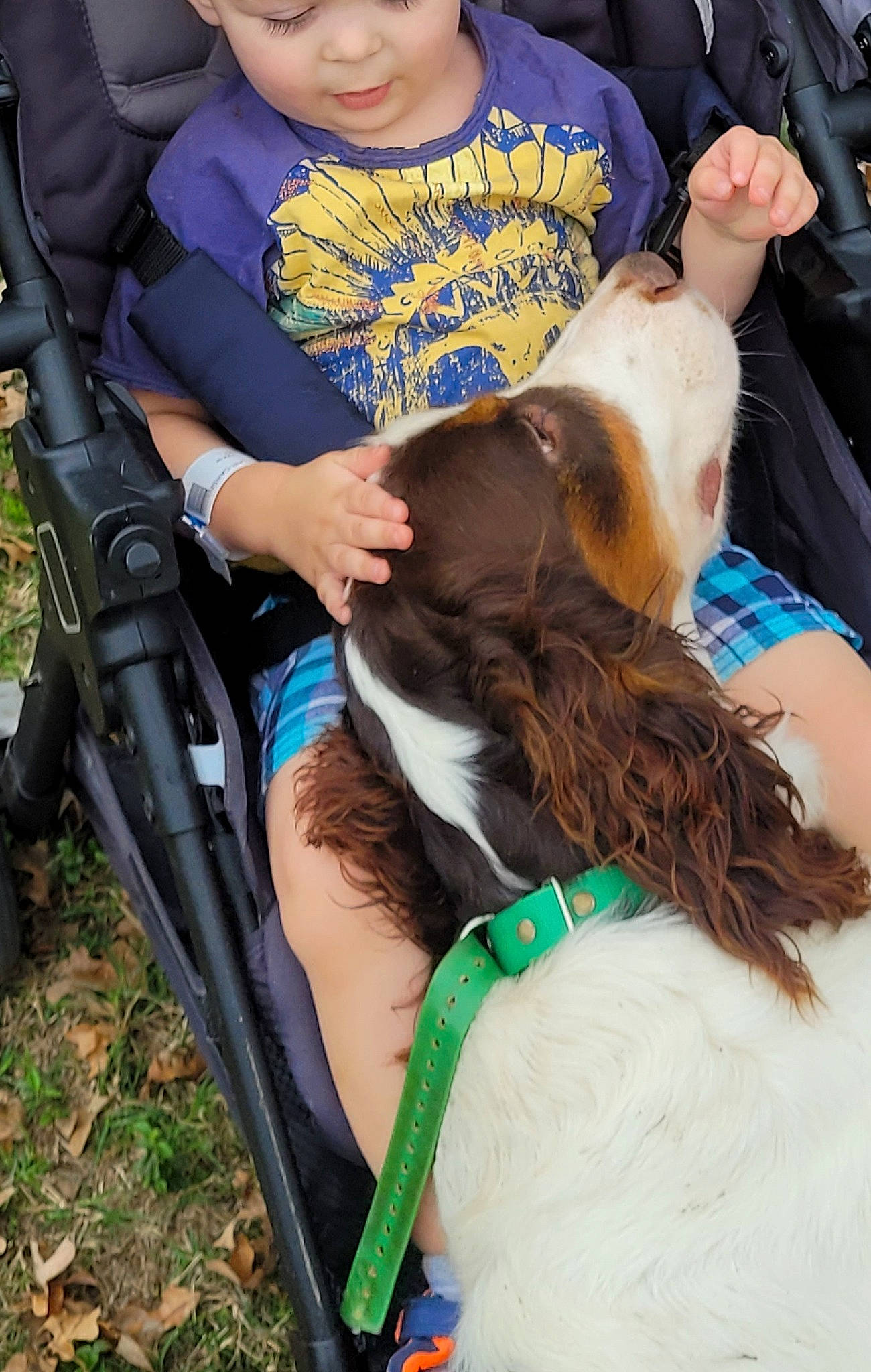 Sunny joined the competition — help win amazing prizes! canidae, carnivore, chair, child, companion_dog, dog, dog_breed, electric_blue, event, fawn, fun, fur, human_leg, lap, leash, leisure, mammal, sitting, thigh, toddler