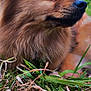 dog, close_up, fluffy, brown, animal, outdoor, grass, nature, pet, canine, fur, portrait, side_view, snout, ears, eyes, greenery, relaxed, muzzle, whiskers