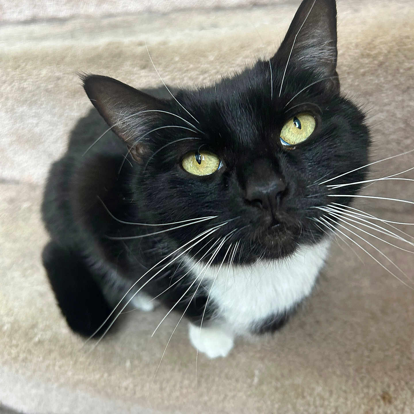 Princess joined the competition — help win amazing prizes! animal, black_and_white, carpet, cat, close_up, curious, cute, domestic_animal, feline, fur, indoor, looking_up, pet, portrait, sitting, small, step, tuxedo_cat, whiskers, yellow_eyes