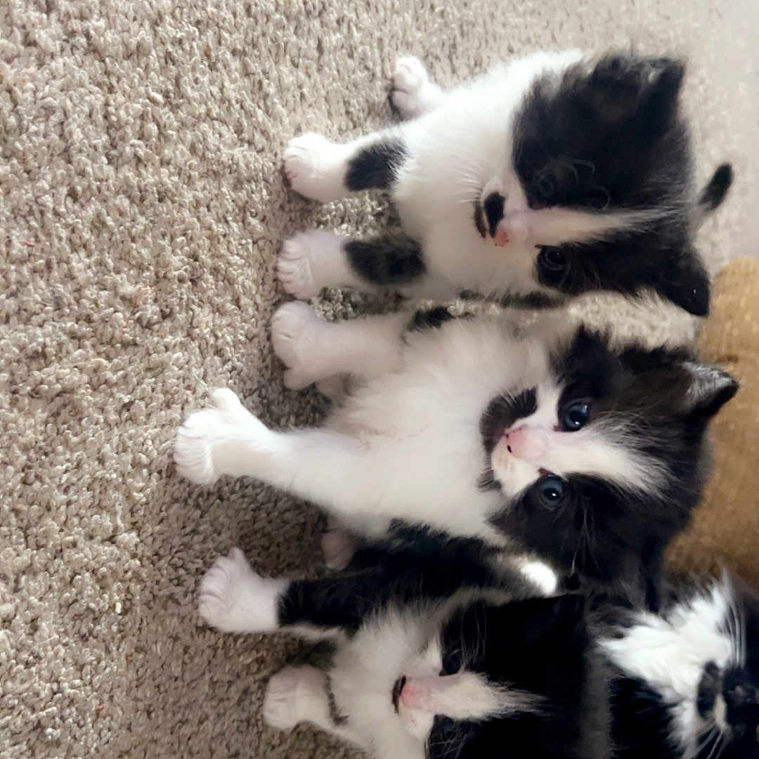 Powerpuff Girls is registered to the contest to win money with this photo: animal, architecture, bodypart, canine, cat, cockerspaniel, collie, dog, hardwood, husky, indoors, kitten, manx, mouth, papillon, person, pet, puppy, sleeping, wood