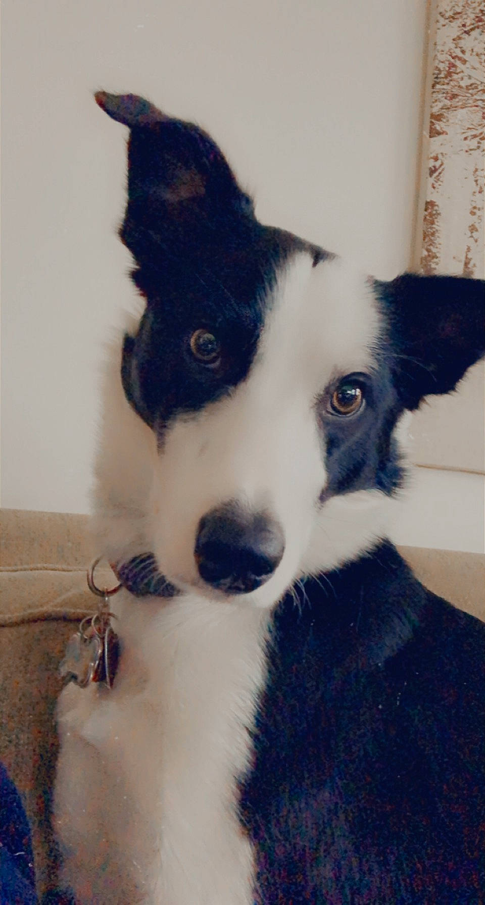 Zuko is registered to the contest to win money with this photo: canidae, carnivore, companion_dog, dog, dog_breed, dog_collar, ear, electric_blue, fur, herding_dog, non_sporting_group, puppy, snout, sporting_group, whiskers, working_animal, working_dog