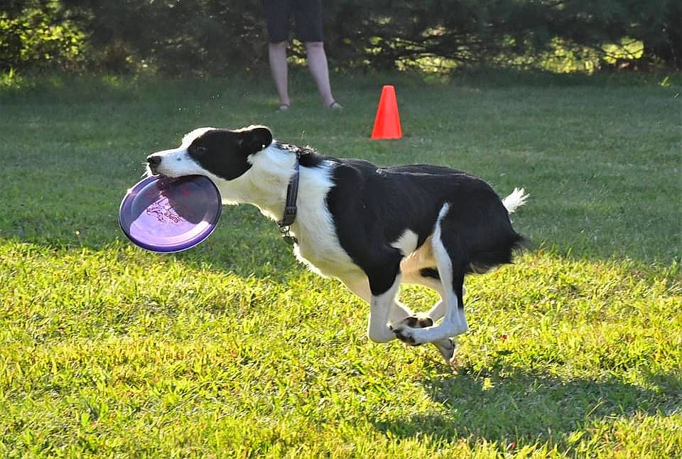 Zuko is registered to the contest to win money with this photo: animal_sports, carnivore, companion_dog, dog, dog_breed, dog_sports, grass, grassland, herding_dog, landseer, lawn, leisure, meadow, pasture, plant, recreation, sporting_group, tail, tree, working_animal