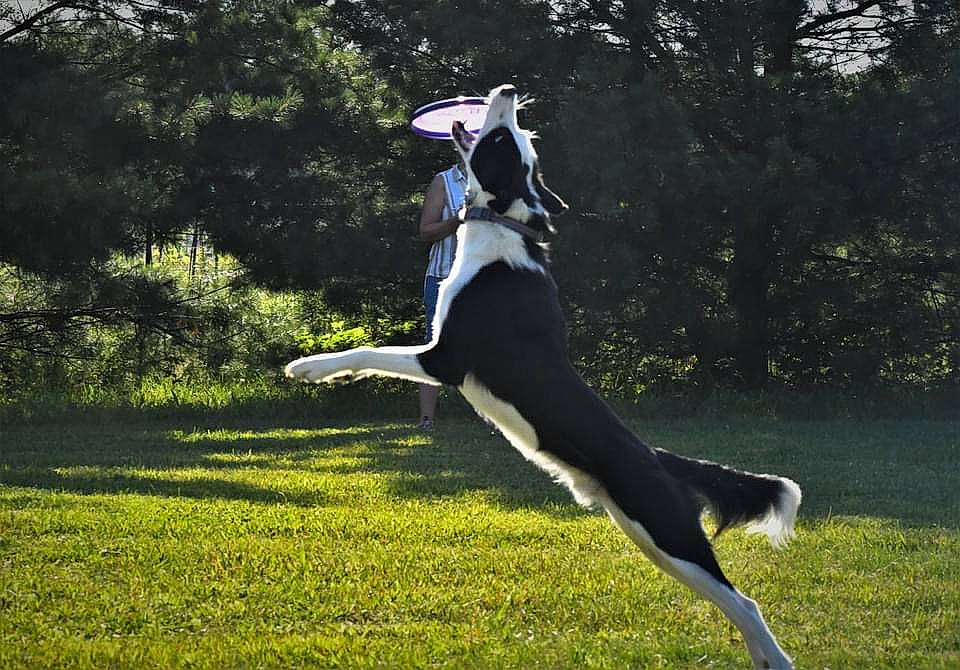 Zuko joined the competition — help win amazing prizes! animal_sports, carnivore, companion_dog, dog, dog_breed, dog_sports, flash_photography, formal_wear, grass, grassland, happy, knee, leisure, plant, spandex, sporting_group, sports, sports_equipment, tail, tree
