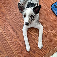 Alli is registered to the contest to win money with this photo: animal, black_and_white, boot, canine, curious, dog, domestic, ears, floor_mat, home, indoor, jeans, looking_up, pet, puppy, resting, speckled, tail, wood_floor, young