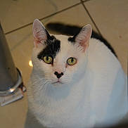 Booba a rejoint le concours — aidez-le/la à gagner de superbes lots ! animal, black_patch, cat, close_up, curious, domestic_cat, ears, face, feline, floor_tile, fur, green_eyes, indoor, looking_up, metal_pole, nose, pet, sitting, whiskers, white_cat