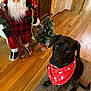 Jake is registered to the contest to win money with this photo: animal, bandana, black_dog, carpet, christmas, christmas_theme, cute, decoration, dog, festive, holiday_decor, holiday_season, indoor, pet, red_bandana, santa_claus, santa_decoration, small_christmas_tree, winter, wood_floor
