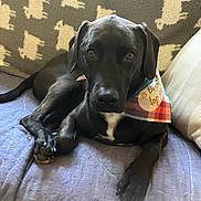 Jake joined the competition — help win amazing prizes! animal, bandana, black_dog, blanket, canine, companion, couch, cozy, cute, dog, fur, home, indoor, llama_pattern, lying_down, paw, pet, plaid, portrait, relaxed
