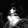 Zeke is registered to the contest to win money with this photo: dog, black_and_white, portrait, fluffy, fur, blanket, side_view, animal, pet, cozy, texture, soft_lighting, dark_background, close_up, muzzle, ears, whiskers, calm, indoors, companion