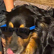 Zeke is registered to the contest to win money with this photo: dog, sunglasses, tongue, black_fur, brown_fur, pet, indoor, carpet, animal, cool, closeup, muzzle, companion, domestic_animal, relaxed, fur, face, snout, cute, portrait
