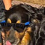 animal, black_fur, brown_fur, carpet, closeup, companion, cool, cute, dog, domestic_animal, face, fur, indoor, muzzle, pet, portrait, relaxed, snout, sunglasses, tongue
