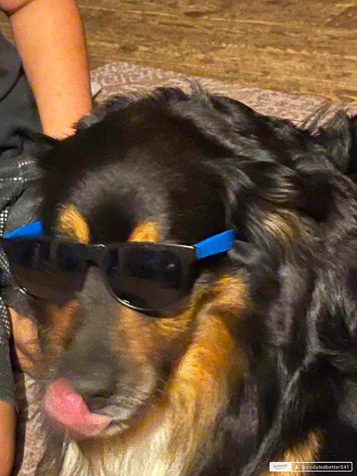 Zeke is registered to the contest to win money with this photo: dog, sunglasses, tongue, black_fur, brown_fur, pet, indoor, carpet, animal, cool, closeup, muzzle, companion, domestic_animal, relaxed, fur, face, snout, cute, portrait
