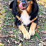 Zeke is registered to the contest to win money with this photo: animal, black, brown, canine, closeup, cute, dog, fur, grass, leaves, lying, nature, nose, outdoor, paw, pet, playful, tongue, tongue_out, white