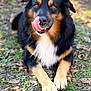 Zeke joined the competition — help win amazing prizes! animal, black, canine, cute, dog, expression, fur, grass, leaves, licking, lying_down, muzzle, nature, outdoor, paws, pet, playful, tan, tongue, tongue_out