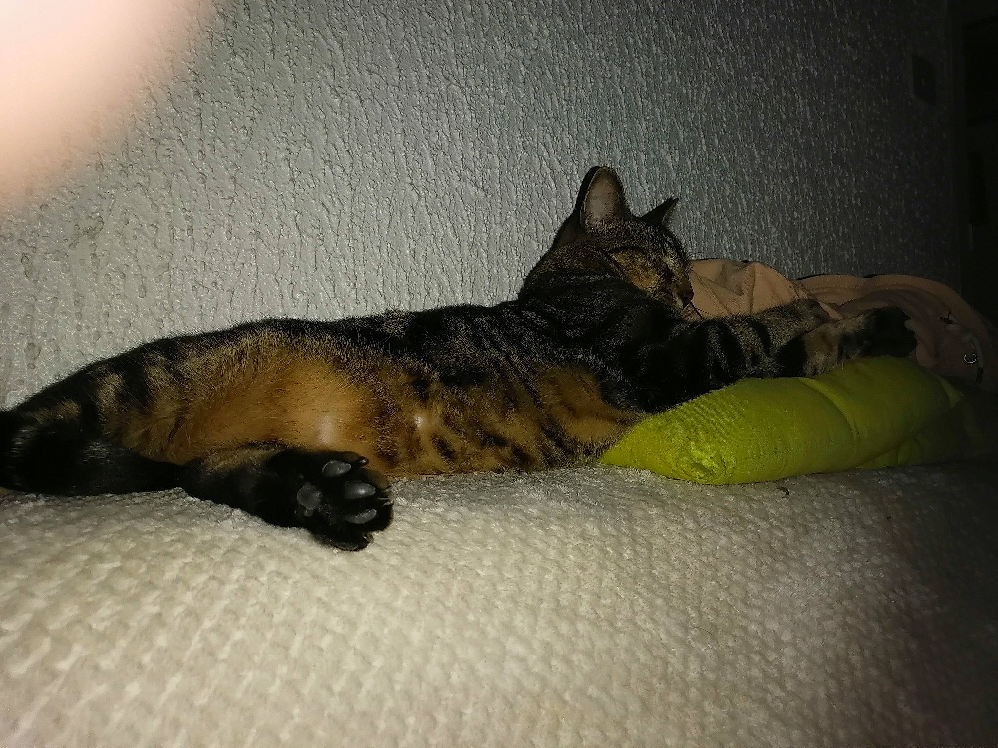 Orton participe au concours pour gagner de l'argent avec cette photo : canidae, carnivore, cat, fawn, felidae, nap, sleep, small_to_medium_sized_cats, tail, whiskers