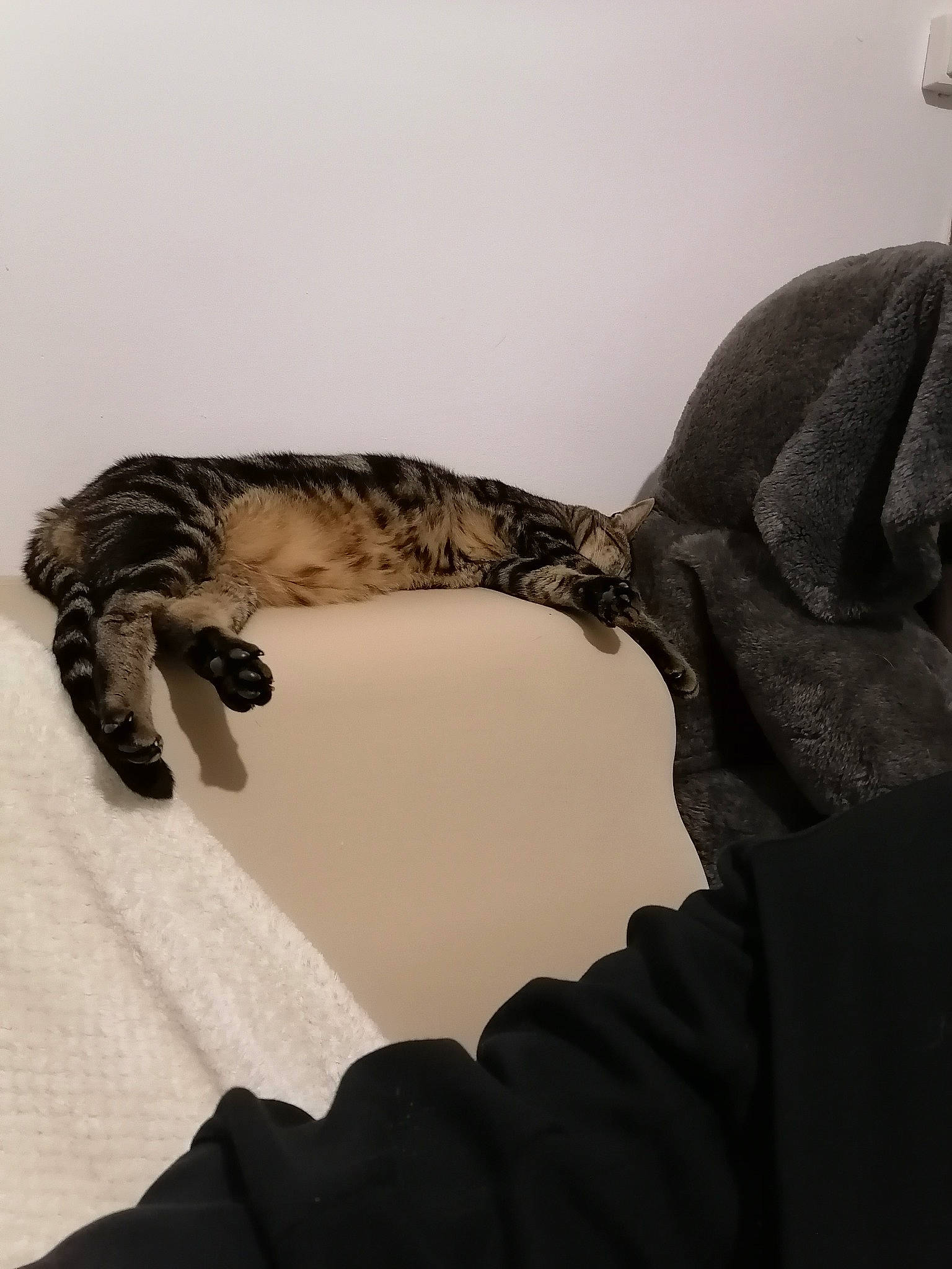 Orton participe au concours pour gagner de l'argent avec cette photo : carnivore, cat, claw, european_shorthair, felidae, small_to_medium_sized_cats, tabby_cat, tail