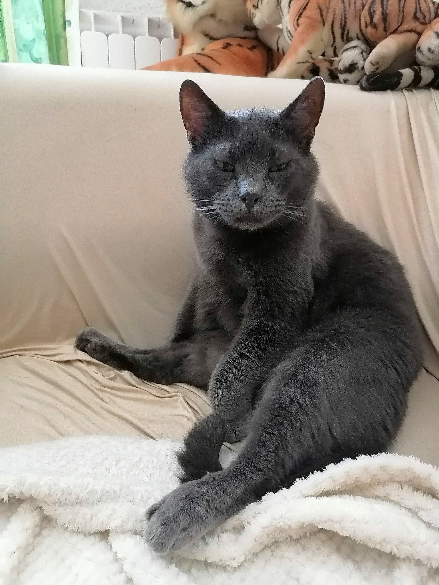 Garou a rejoint le concours — aidez-le/la à gagner de superbes lots ! asian, british_shorthair, carnivore, cat, chartreux, domestic_short_haired_cat, european_shorthair, felidae, fur, kitten, korat, mammal, nebelung, russian_blue, small_to_medium_sized_cats, vertebrate, whiskers