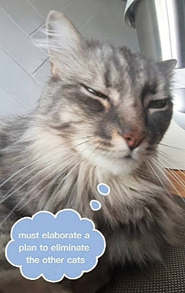 Berlioz participe au concours pour gagner de l'argent avec cette photo : carnivore, cat, domestic_short_haired_cat, felidae, font, fur, happy, paw, photo_caption, small_to_medium_sized_cats, snout, terrestrial_animal, whiskers