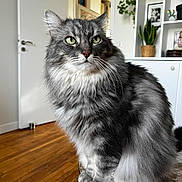Berlioz participe au concours pour gagner de l'argent avec cette photo : cat, cozy, domestic_animal, door, feline, fluffy, fur, furniture, gray_tabby, green_eyes, houseplant, indoor, looking_away, pet, plant, portrait, shelf, table, whiskers, wooden_floor