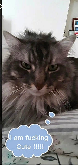 Berlioz a rejoint le concours — aidez-le/la à gagner de superbes lots ! carnivore, cat, domestic_short_haired_cat, felidae, font, fur, graphics, logo, mammal, paper_product, paw, photo_caption, photography, rectangle, small_to_medium_sized_cats, snout, terrestrial_animal, whiskers, window