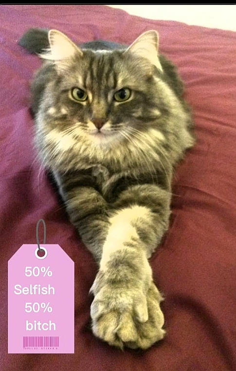 Berlioz participe au concours pour gagner de l'argent avec cette photo : box, carnivore, cat, claw, domestic_short_haired_cat, fawn, felidae, font, fur, norwegian_forest_cat, pattern, paw, photo_caption, small_to_medium_sized_cats, snout, tail, terrestrial_animal, whiskers, wildlife