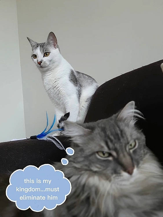 Berlioz a rejoint le concours — aidez-le/la à gagner de superbes lots ! carnivore, cat, cat_supply, comfort, domestic_short_haired_cat, electric_blue, felidae, font, fur, grey, mammal, paw, photo_caption, sitting, small_to_medium_sized_cats, snout, tail, whiskers, window