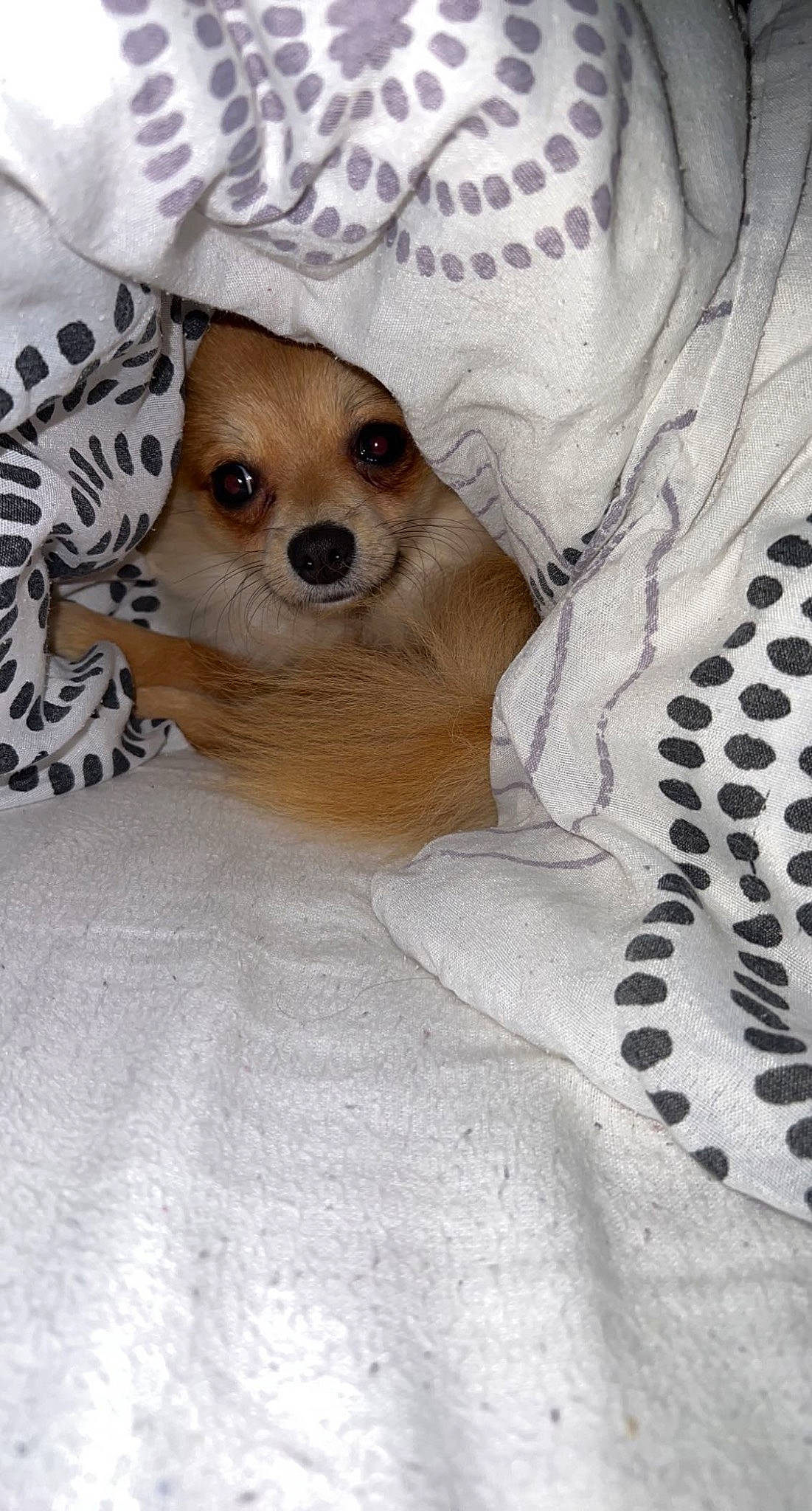 Stella a rejoint le concours — aidez-le/la à gagner de superbes lots ! bed, canidae, carnivore, chihuahua, comfort, companion_dog, corgi_chihuahua, dog, dog_breed, dog_supply, fawn, fur, linens, mammal, pattern, paw, snout, toy_dog, whiskers, working_animal