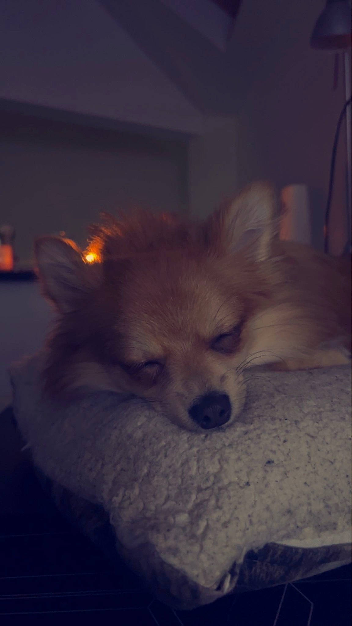 Stella a rejoint le concours — aidez-le/la à gagner de superbes lots ! canidae, carnivore, companion_dog, darkness, dog, dog_breed, dog_supply, ear, eye, fawn, fur, german_spitz, plant, pomeranian, snout, spitz, sporting_group, toy_dog, whiskers, working_animal