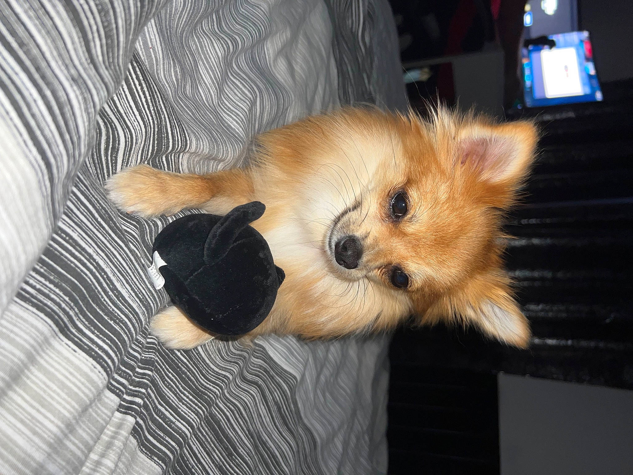 Stella a rejoint le concours — aidez-le/la à gagner de superbes lots ! canidae, carnivore, comfort, companion_dog, display_device, dog, dog_breed, dog_supply, fawn, fur, paw, snout, spitz, sporting_group, tail, television, toy, toy_dog, whiskers, working_animal