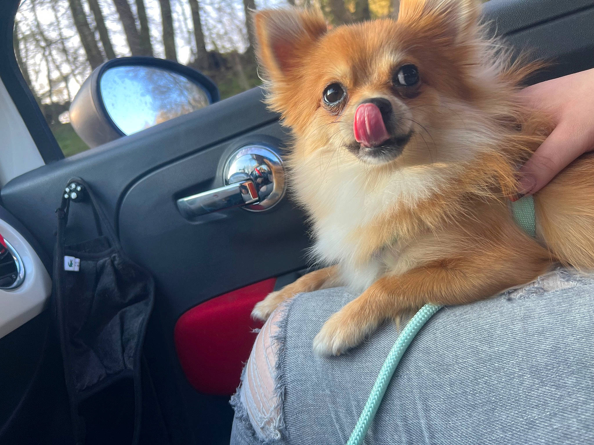 Stella a rejoint le concours — aidez-le/la à gagner de superbes lots ! auto_part, car, carnivore, companion_dog, dog, dog_breed, dog_supply, fawn, fur, german_spitz, motor_vehicle, snout, spitz, steering_wheel, toy_dog, vehicle, vehicle_door, windscreen_wiper, windshield, working_animal