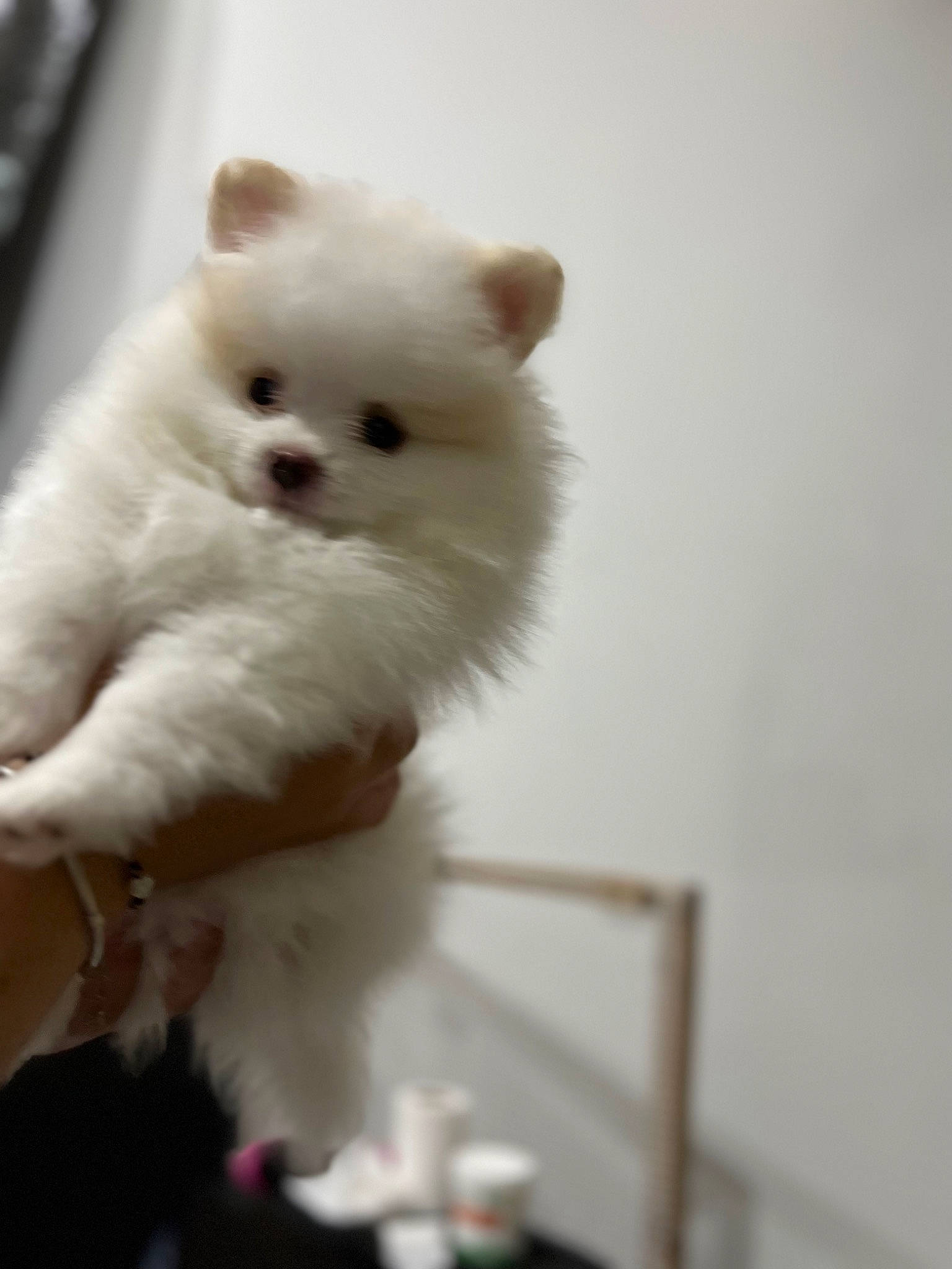 Shyna a rejoint le concours — aidez-le/la à gagner de superbes lots ! canidae, carnivore, companion_dog, dog_breed, eye, fawn, felidae, fur, non_sporting_group, small_to_medium_sized_cats, snout, tail, terrestrial_animal, whiskers