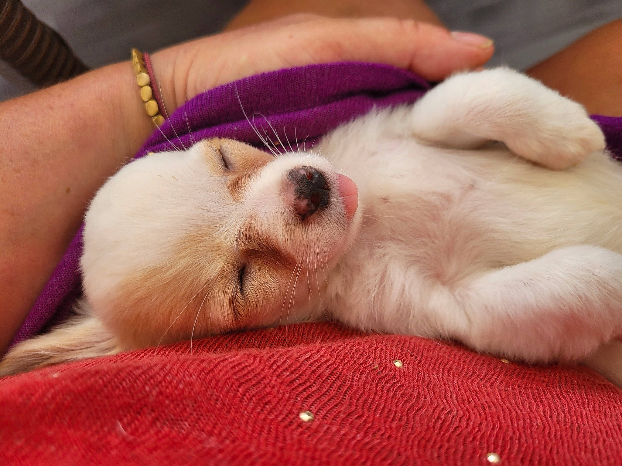 Tessa participe au concours pour gagner de l'argent avec cette photo : bored, canidae, carnivore, comfort, companion_dog, dog, dog_breed, ear, fawn, foot, fur, hand, head, nail, nap, paw, puppy_love, snout, sporting_group, whiskers