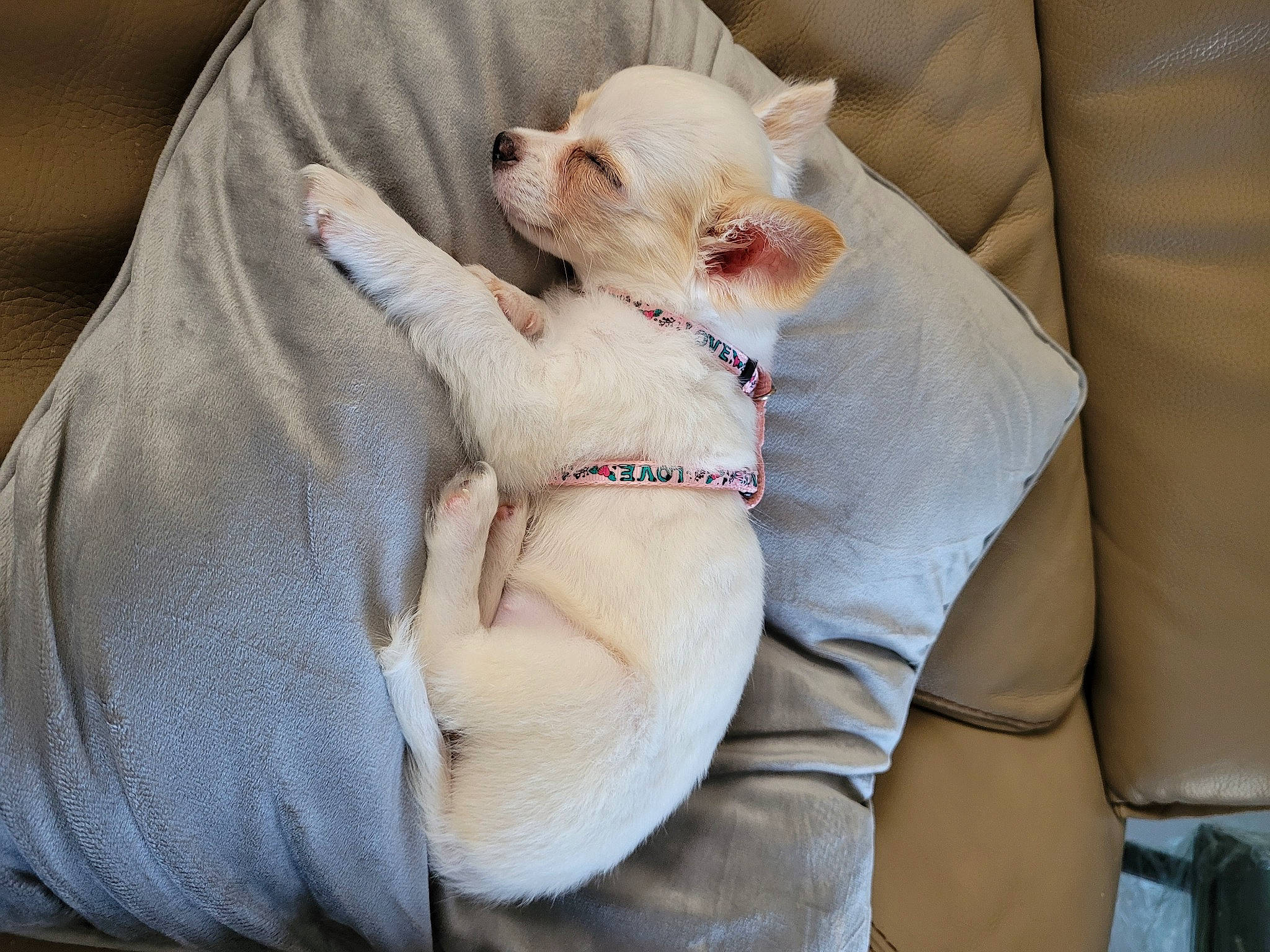 Tessa participe au concours pour gagner de l'argent avec cette photo : carnivore, comfort, companion_dog, couch, dog, dog_breed, fawn, felidae, fur, linens, nail, nap, paw, small_terrier, small_to_medium_sized_cats, terrestrial_animal, terrier, toy_dog, whiskers, white