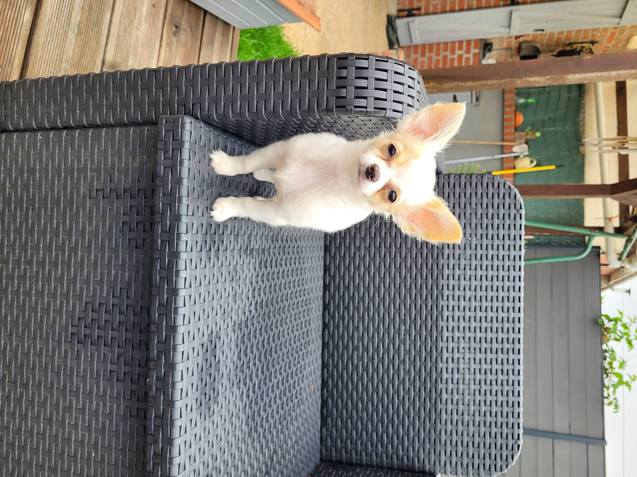 Tessa participe au concours pour gagner de l'argent avec cette photo : animal_shelter, canidae, carnivore, cat, companion_dog, dog_breed, domestic_short_haired_cat, fawn, felidae, fur, mammal, paw, pet_supply, small_to_medium_sized_cats, snout, sporting_group, tail, vertebrate, whiskers, wood