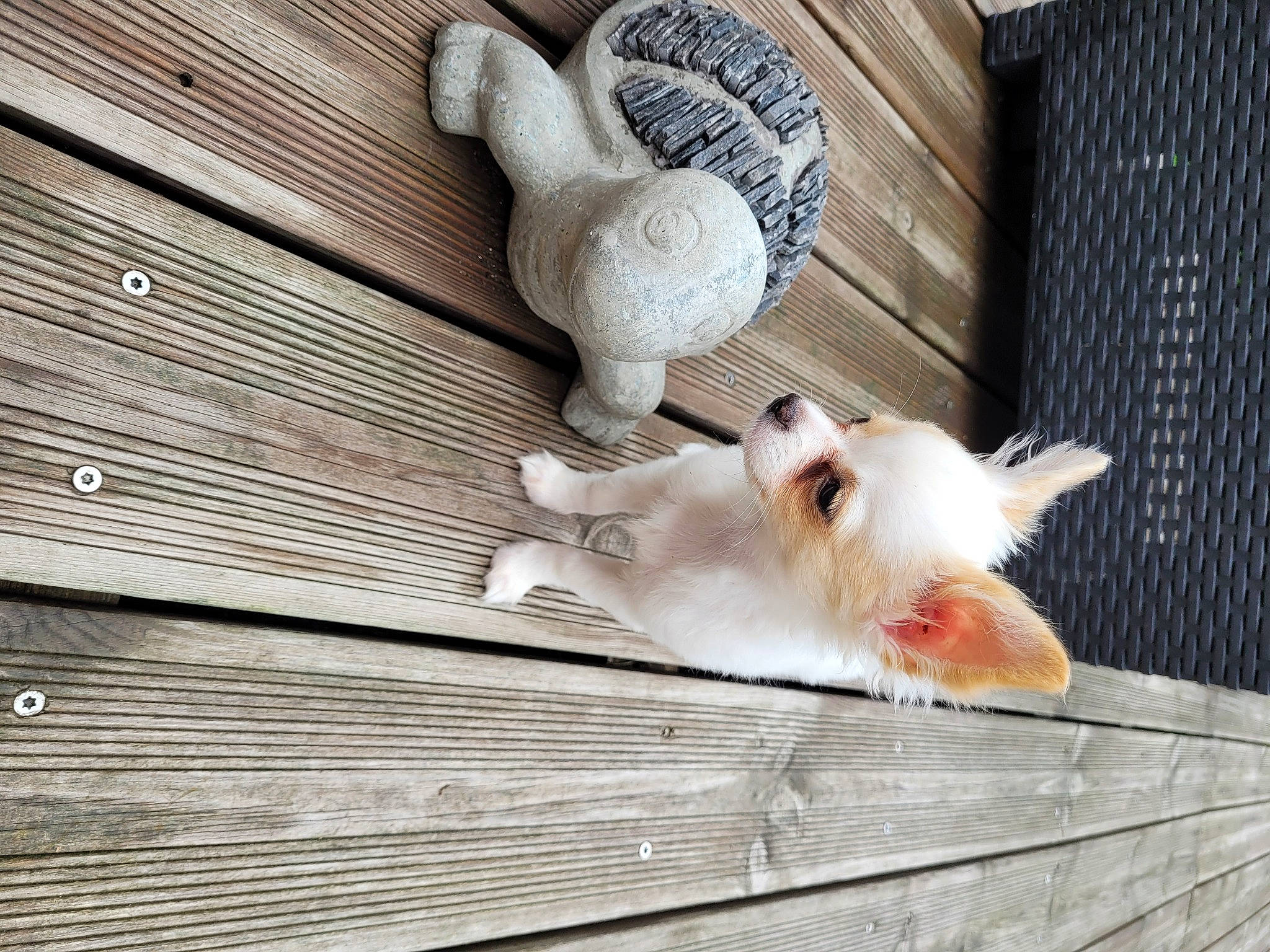 Tessa a rejoint le concours — aidez-le/la à gagner de superbes lots ! animal_shelter, cage, canidae, carnivore, companion_dog, dog, dog_breed, fawn, felidae, fur, hardwood, japanese_spitz, non_sporting_group, paw, small_to_medium_sized_cats, sporting_group, tail, whiskers, wood