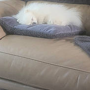 Vaiana a rejoint le concours — aidez-le/la à gagner de superbes lots ! dog, sleeping, couch, pillow, blanket, fur, pet, indoor, resting, cozy, leather, white, small_dog, living_room, home, cute, animal, relaxation, comfort, furniture
