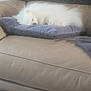 dog, sleeping, couch, pillow, blanket, fur, pet, indoor, resting, cozy, leather, white, small_dog, living_room, home, cute, animal, relaxation, comfort, furniture