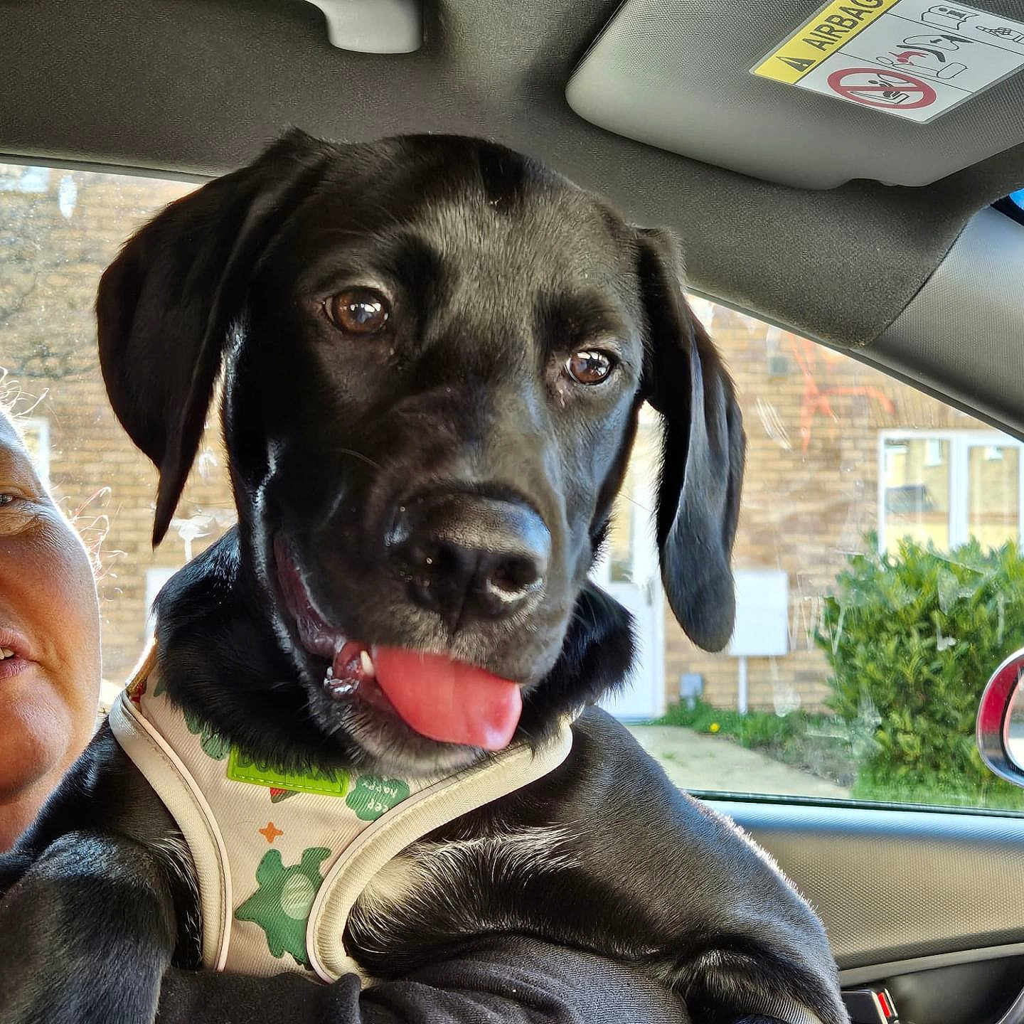 Kodie