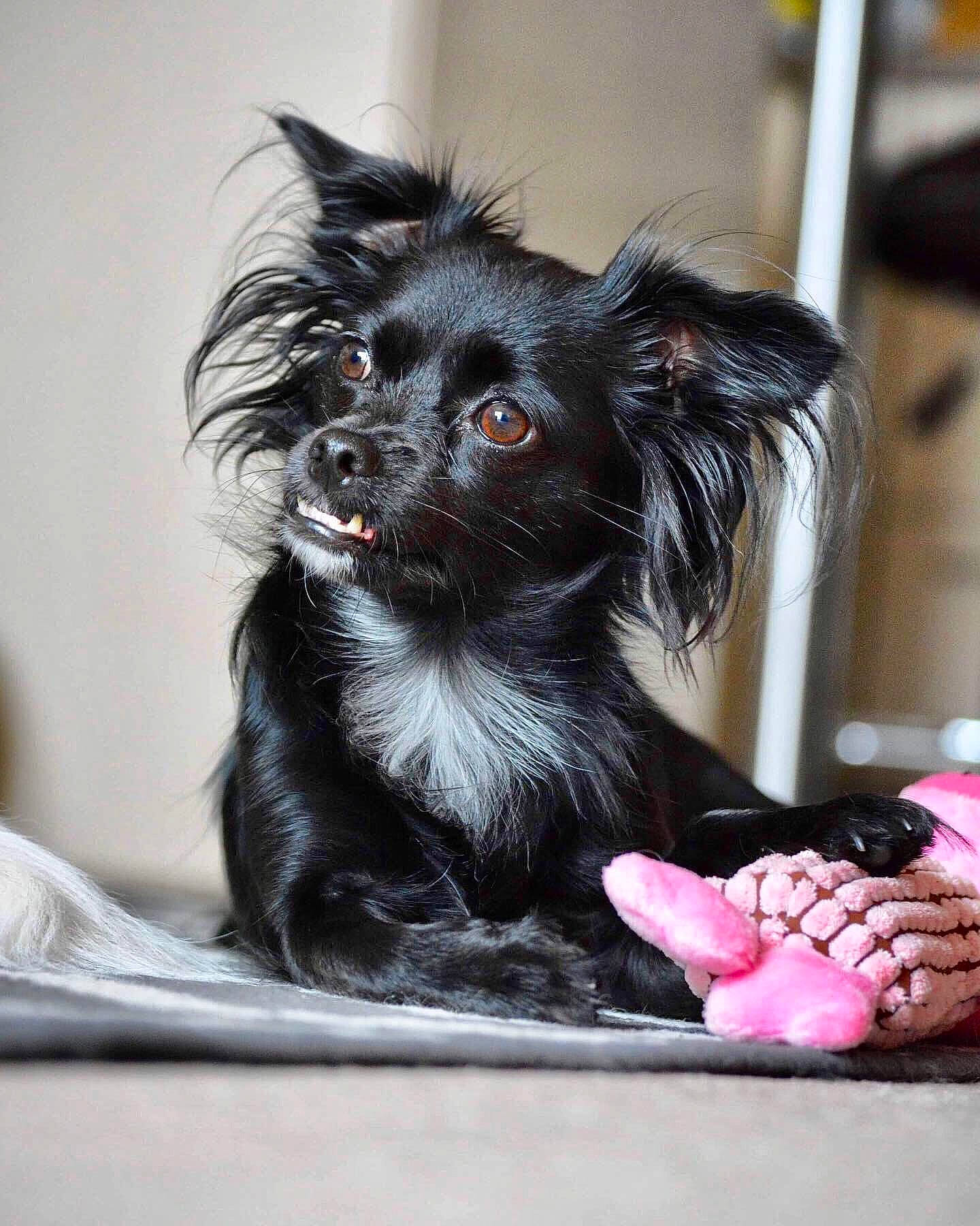 Fifi joined the competition — help win amazing prizes! bowl, canidae, carnivore, chihuahua, claw, companion_dog, dog, dog_breed, dog_supply, ear, foot, fur, paw, sitting, snout, sporting_group, sweetness, toy_dog, whiskers, working_animal