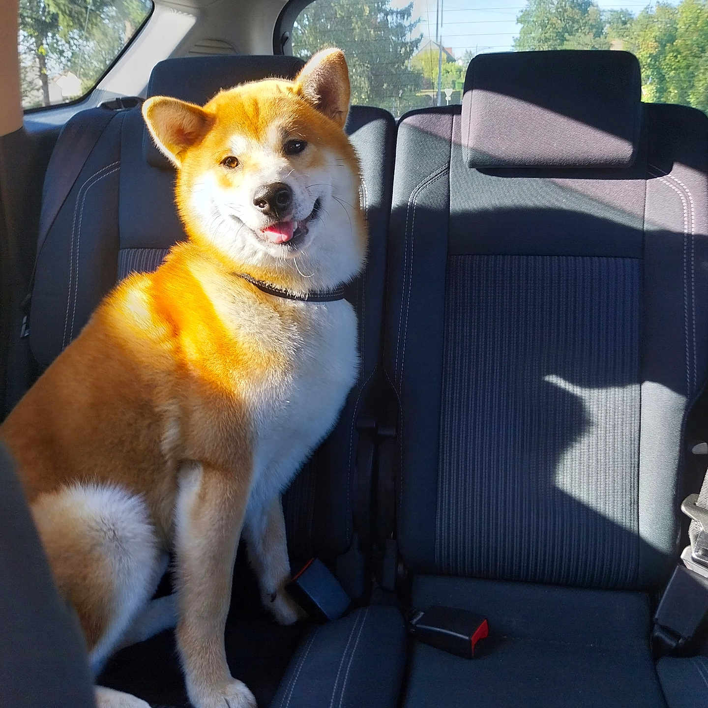 Takumi participe au concours pour gagner de l'argent avec cette photo : accessories, animal, belt, canine, car, car_interior, carseat, couch, cushion, dog, eskimodog, furniture, homedecor, husky, machine, pet, puppy, spoke, transportation, vehicle