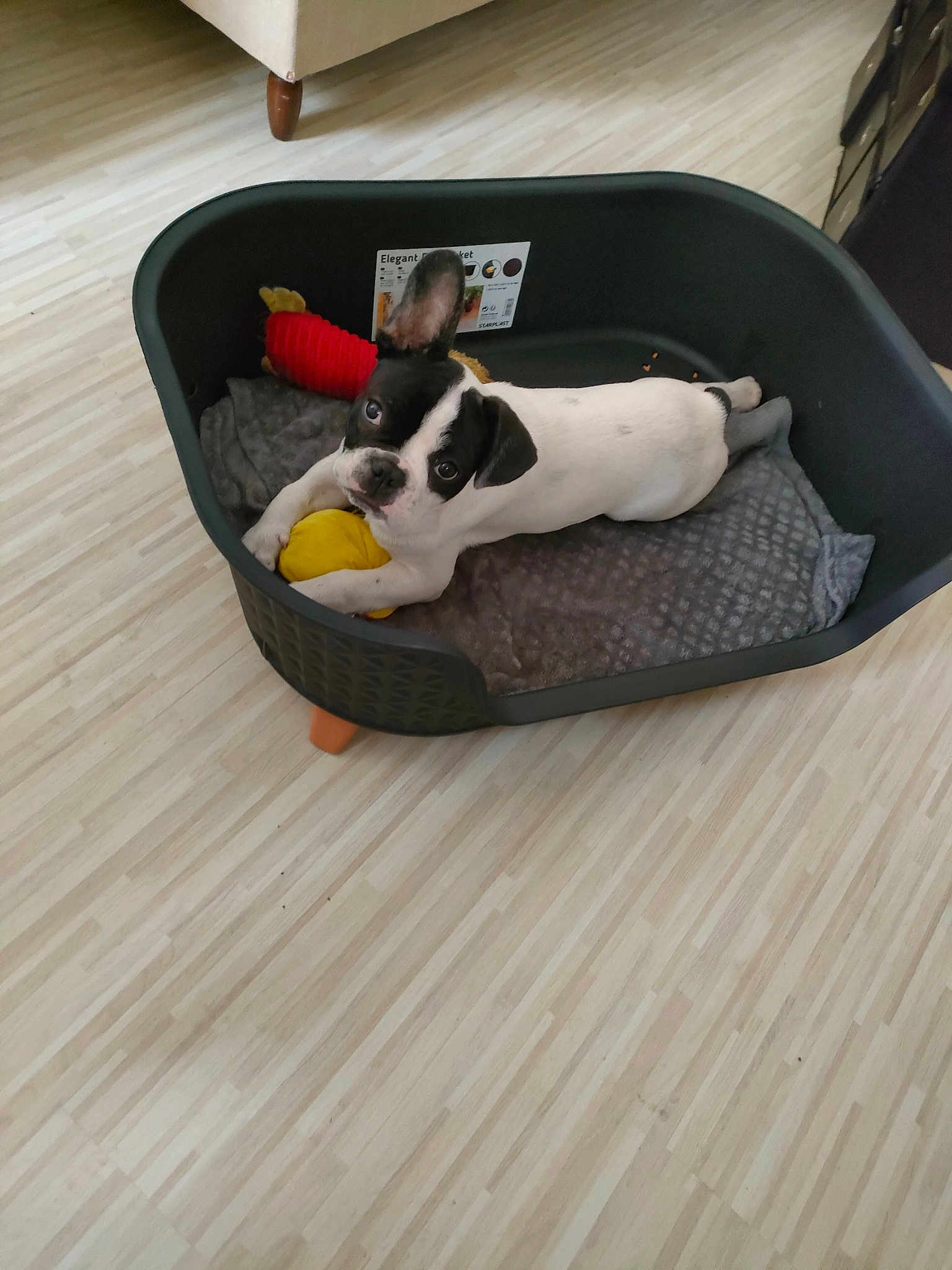 Zelen