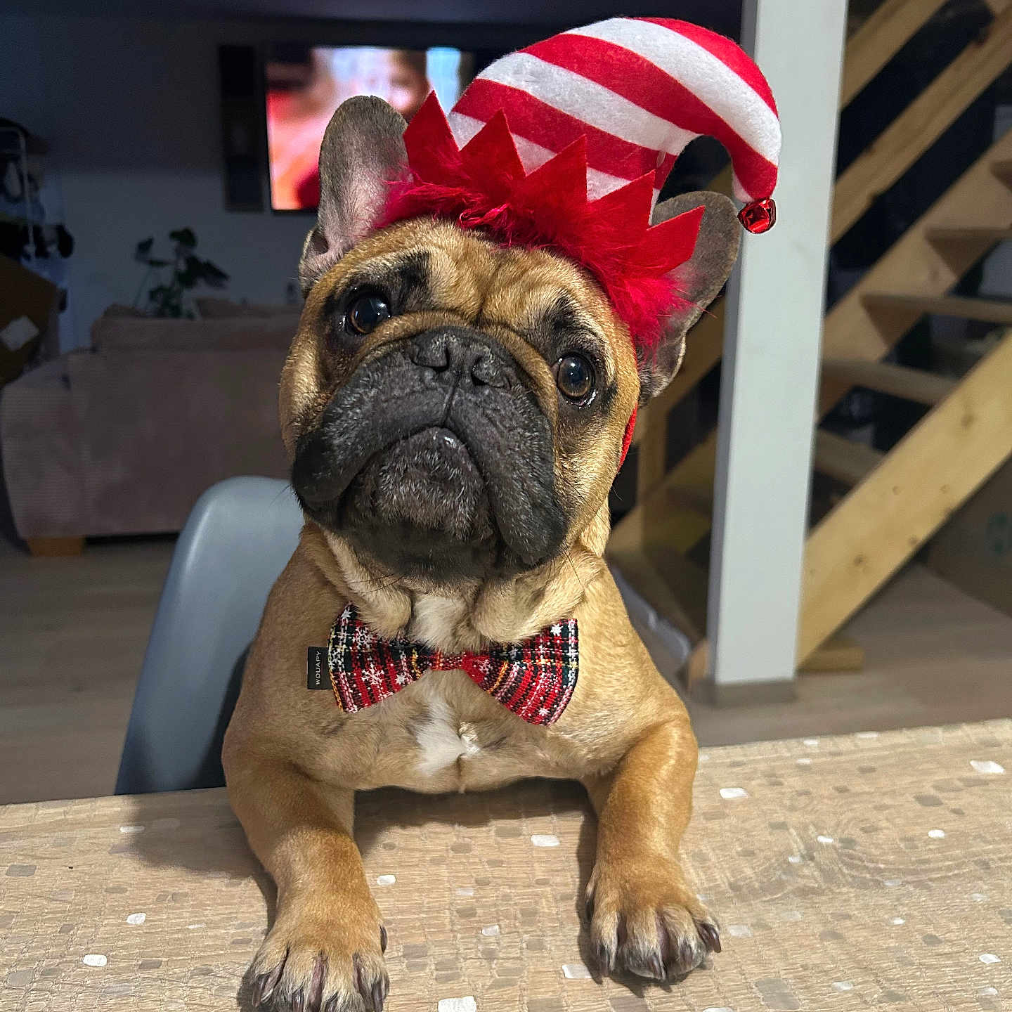 Max a rejoint le concours — aidez-le/la à gagner de superbes lots ! bow_tie, chair, costume, cute, dog, french_bulldog, home, indoors, jester_hat, living_room, party_hat, patriotic, pet, photography, portrait, red_white, serious_expression, sitting, staircase, table