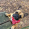 Max participe au concours pour gagner de l'argent avec cette photo : autumn, bandana, bench, black_muzzle, brown_fur, cute, dog, fallen_leaves, french_bulldog, funny, looking_at_camera, outdoor, park, paw, pet, portrait, red_bandana, upright_ears, wooden_bench, wrinkled_face