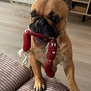 Max participe au concours pour gagner de l'argent avec cette photo : brown_fur, chewing, couch, dog, ears, french_bulldog, funny, furniture, holding, houseplant, indoors, living_room, open_mouth, pet, playful, portrait, sausage_toy, sitting, toy, wooden_floor