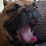 Max participe au concours pour gagner de l'argent avec cette photo : animal, black_muzzle, brown_fur, bulldog, canine, close_up, couch, dog, funny, home, indoors, pet, photography, pink_tongue, portrait, relaxed, sleepy, tongue, wrinkled_face, yawning
