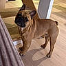 animal, bat_ears, black_mask, brown_coat, curled_tail, daylight, dog, french_bulldog, full_body, funny_expression, furniture, home, indoors, mirror, pet, portrait, short_snout, standing, wooden_floor, wrinkled_face