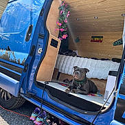 Rocket a rejoint le concours — aidez-le/la à gagner de superbes lots ! dog, blue_van, camper_van, wooden_interior, flowers, bed, blanket, shoes, gravel, outdoor, vehicle, tire, door, collar, resting, pet, decoration, sunlight, relaxation, travel