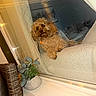 dog, curly_hair, window, couch, indoor, plant, wicker_basket, cozy, relaxed, pet, furniture, home_decor, curious, brown_dog, fluffy, seated, soft_lighting, animal, companion, casual