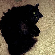 Ruby participe au concours pour gagner de l'argent avec cette photo : black_cat, cat, pet, fluffy, fur, green_eyes, couch, upholstery, indoor, cozy, resting, sleepy, tail, paws, whiskers, living_room, portrait, feline, close_up, dark_fur