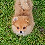 puppy, dog, pomeranian, grass, green, fluffy, cute, small_dog, looking_up, portrait, outdoors, fur, face, eyes, nose, tail, pet, animal, closeup, sitting